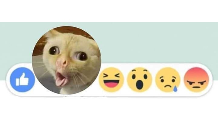 Angry Cat with different emoji – LINE Emoji